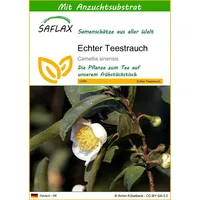 SAFLAX - Echter Teestrauch - 6 Samen - Mit Substrat - Camelia sinensis