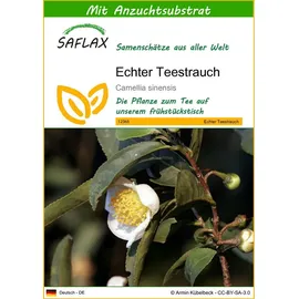SAFLAX - Echter Teestrauch - 6 Samen - Mit Substrat - Camelia sinensis