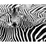 Rasch Textil Rasch Digitaldruck African Queen III Zebra Schwarz-Weiß 3,00 x 3,71 m