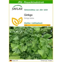 SAFLAX - Ginkgo - 4 Samen - Mit keimfreiem