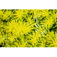 Pflanzen Für Dich Sedum reflexum 'Angelina', Fetthenne, gelbgrün, ca.