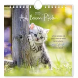 Grafik-Werkstatt Postkartenkalender 2025 Auf leisen Pfoten: Postkartenkalender