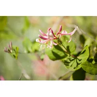 Pflanzen Für Dich Lonicera heckrottii 'Goldflame', Geißblatt, rosa-gelb, 60–100