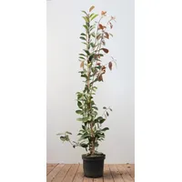 Pflanzen Für Dich Photinia fraseri 'Red Robin', Glanzmispel, rot,