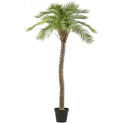 CREATIV green künstliche Pflanze Macauba-Palme, ca 235cm
