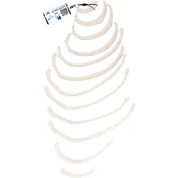 Menschliches Rippen Modell mit 12 losen Rippen - 3B Smart Anatomy