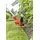 Black & Decker BCSTA536L1 inkl. 1 x 2,5 Ah