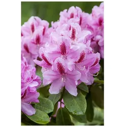 Rhododendron Hybr. 'Furnivall's Daughter', rosa Blüten, 30–40 cm
