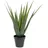 Europalms Aloe-Vera Pflanze, 60cm