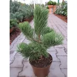 Pinus nigra Select - Schwarzkiefer Select - Schwarzföhre - 25-30