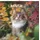 ALPHA EDITION GmbH & Co. KG Alpha Edition - Katzen Kalender 2026 – Broschürenkalender 30x30 cm (30x60 cm geöffnet) – Wandkalender & Bildkalender für Katzenliebhaber – mit Feiertagen, Monatsübersichten & Platz für Notizen: Cats