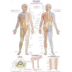 Lehrtafel Dermatome  50x70cm