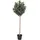 House Nordic House Nordic, Kunstpflanzen, Olivenbaum 150 cm,