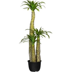Künstliche Zimmerpflanze Madagaskarpalme Pachypodium Madagaskarpalme Pachypodium, Creativ green, Höhe 170 cm grün 170 cm