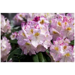Rhododendron Hybr. 'Brigitte', Rhododendron, rosa Blüten, 40–50 cm