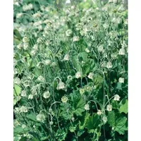 Pflanzen Für Dich Geum rivale Album Bachnelkenwurz ca. 9x9