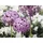 finehomegarden Gartenstecker Allium 16,2 x 16,2 x 111,2 cm Lila