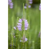 Pflanzen Für Dich Physostegia virginiana 'Rosea', gen. ca. 9x9