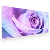 Primedeco Küchenrückwand Küchenrückwand Spritzschutz Glas mit Motiv Winterrose 100 cm x 50 cm