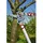 WOLF-Garten RS650 Basic Plus Astschere