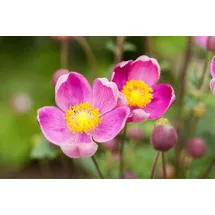 pflanzen-für-dich.de Pflanzen für Dich Staude Anemone hup. Praecox, 1 St., Herbst-Anemone, Japanische Anemone rosa