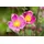 pflanzen-für-dich.de Pflanzen für Dich Staude Anemone hup. Praecox, 1 St., Herbst-Anemone, Japanische Anemone rosa