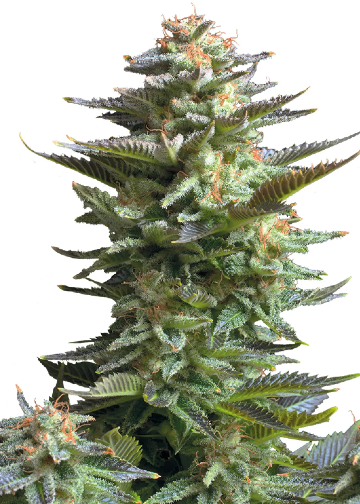 Royal Queen Seeds Amnesia Haze 3 Samen