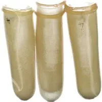 Pharmex Doigtier Latex M4 6 pc(s)