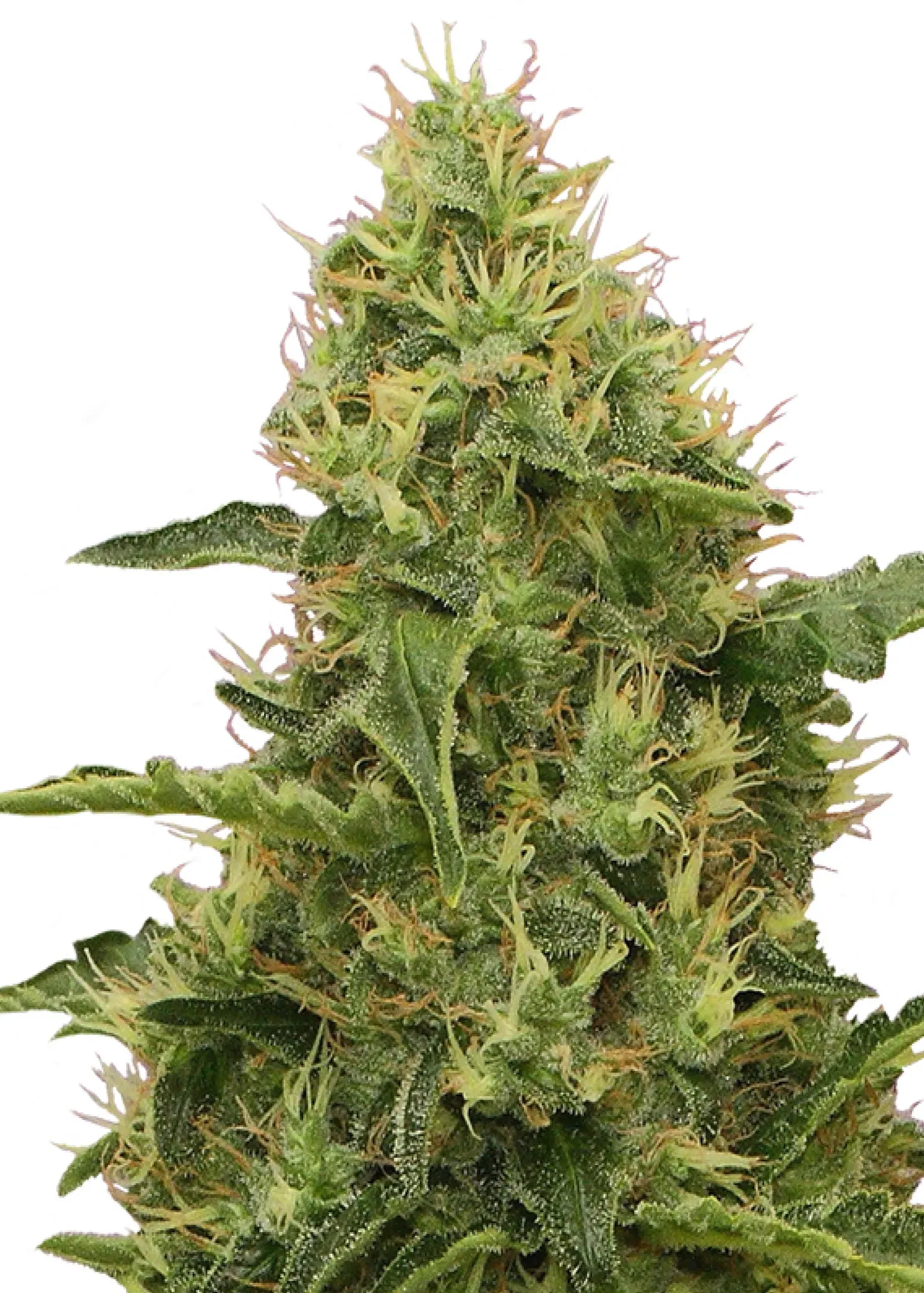Royal Queen Seeds Northern Light 3 Samen