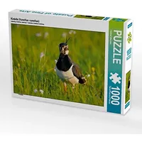 Calvendo Kiebitz (Vanellus vanellus) 1000 Teile Puzzle quer |