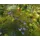 Worldshift (PC)