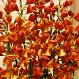 Pflanzen Für Dich Cytisus scoparius Besenginster 30–40 cm