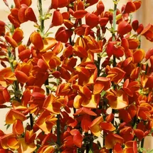 Pflanzen Für Dich Cytisus scoparius Besenginster 30–40 cm