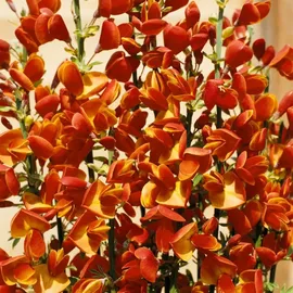 Pflanzen Für Dich Cytisus scoparius Besenginster 30–40 cm