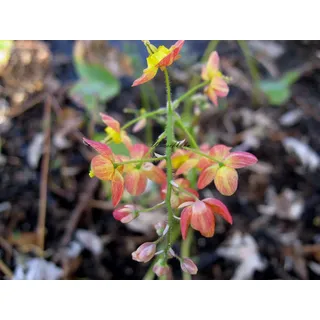 Staudenkulturen Wauschkuhn Epimedium - Elfenblume - Staude im 9cm Topf