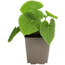 Wasabi, Grün