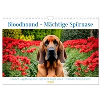 Calvendo Bloodhound - Mächtige Spürnase (Wandkalender 2026 DIN A4