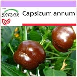 Saflax - Paprika - Sweet Chocolate x - 10 Samen - Capsicum annum