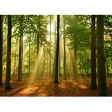 Papermoon Vlies- Fototapete Digitaldruck 350 x 260 cm, Forest in the Morning