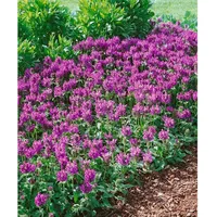 Pflanzen Für Dich Prunella grandiflora 'Pink Loveliness', Großblütige Braunelle,