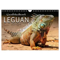 Calvendo Verlag Wunderschöner Leguan (Wandkalender 2026 DIN A4 quer),