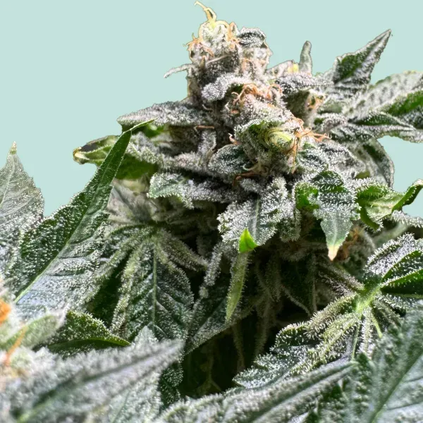 Mainhattan Seeds Animal Cookies 5 Samen