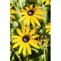 Pflanzen-für-dich.de Rudbeckia fulgida sullivantii Goldsturm p 0,5