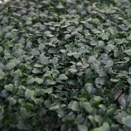 Mendler Wandfliese HWC-L78, Sichtschutz Windschutz Verkleidung für Terrasse/Balkon, 4x je 50x50cm = 1m2 ~ Buchs grün