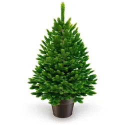 Artitree Weihnachtsbaum »Premium Tanne«, im Topf, 60 cm - gruen