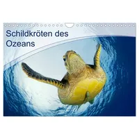 Calvendo Schildkröten des Ozeans (Wandkalender 2026 DIN A4 quer),