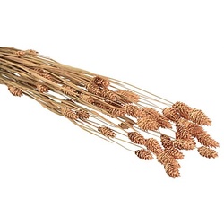 Echtes Phalaris, lachs, 35–45 Stück