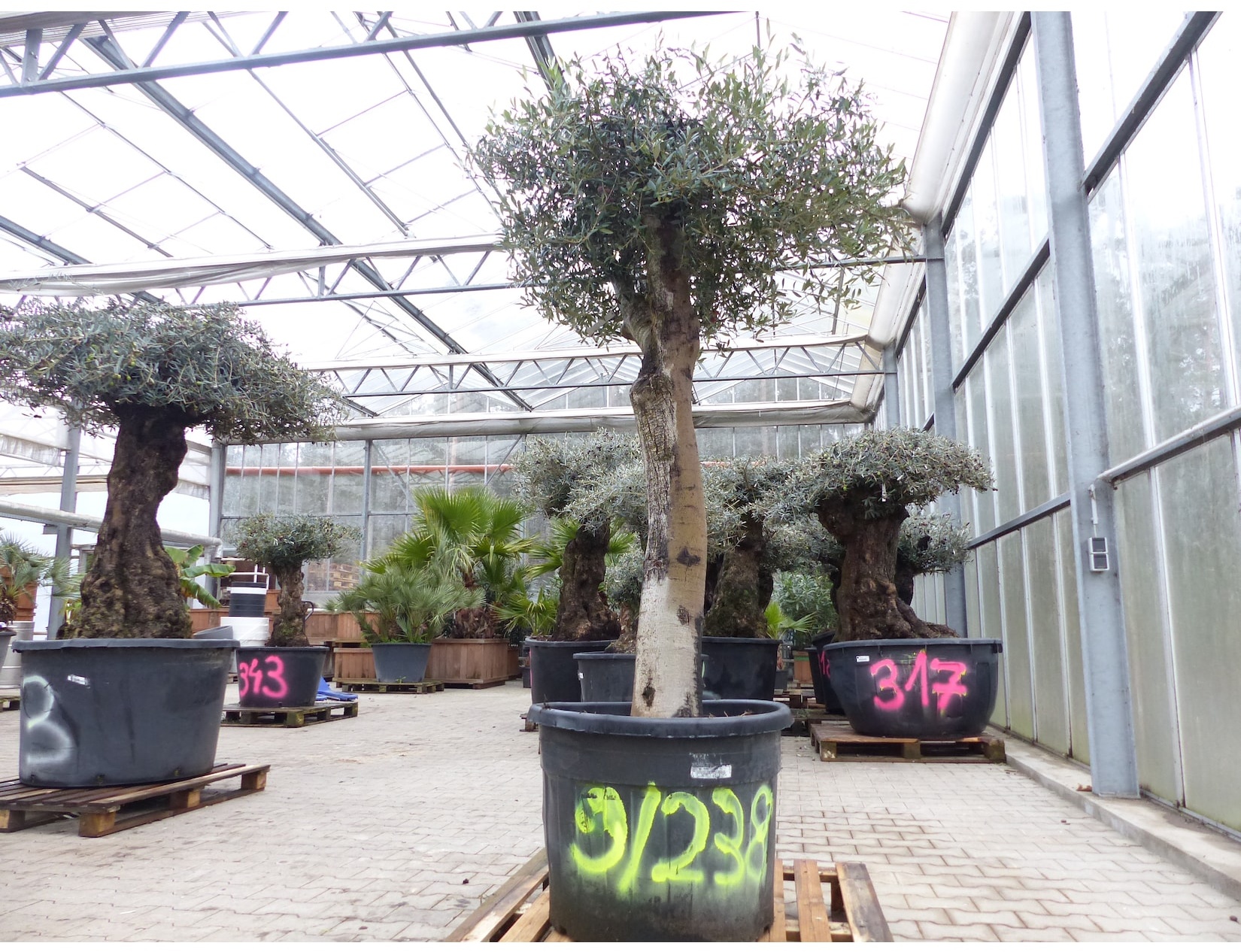exakt dieser Baum Nr. 9 238, 210 cm, Olivenbaum, knorrige alte urige Olive winterhart