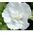 Dehner Hibiskus White Chiffon®' - Garten-Eibisch, Weiß