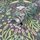 Marburg Vliestapete Floral Ornamente Blumen Ranken Vögel 10,00 m x 0,64 m 47621